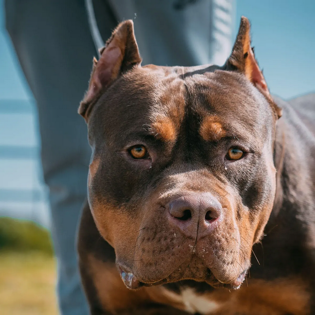 Dog Poop Pickup in Freedom Michigan