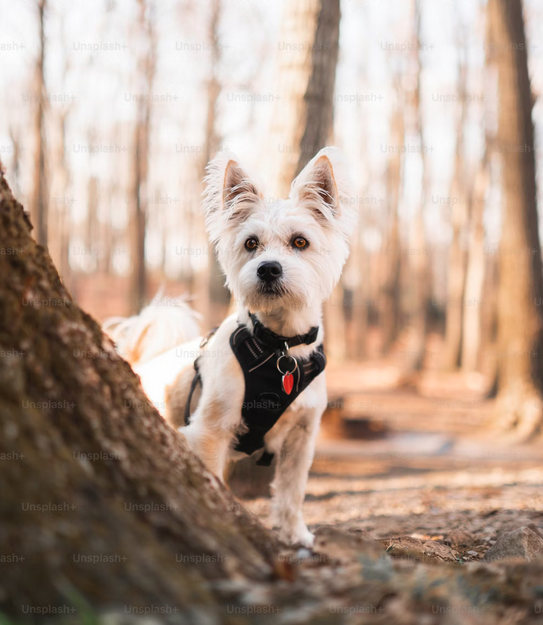 Dog Poop Pickup in Freedom Michigan